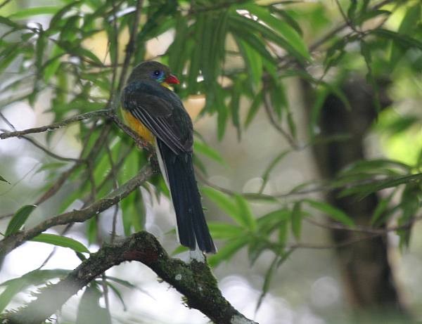 blåhaletrogon - ML379522401