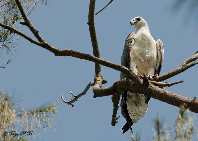 White-bellied Sea-Eagle - ML379522491