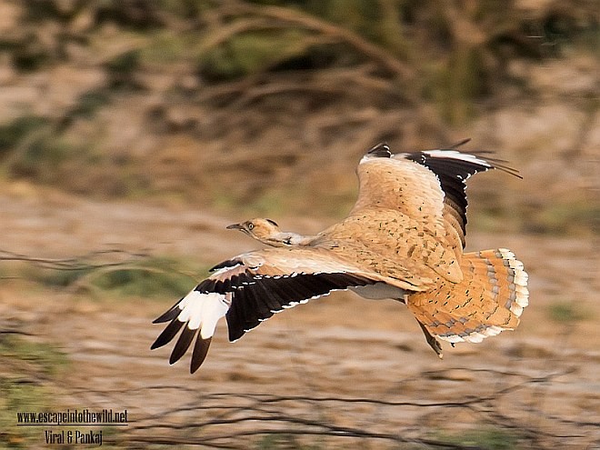 Macqueen's Bustard - ML379523661