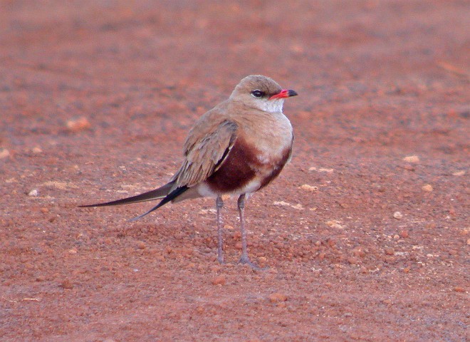 Australian Pratincole - ML379523971