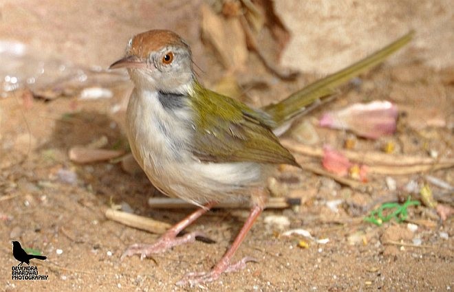 Common Tailorbird - ML379524061