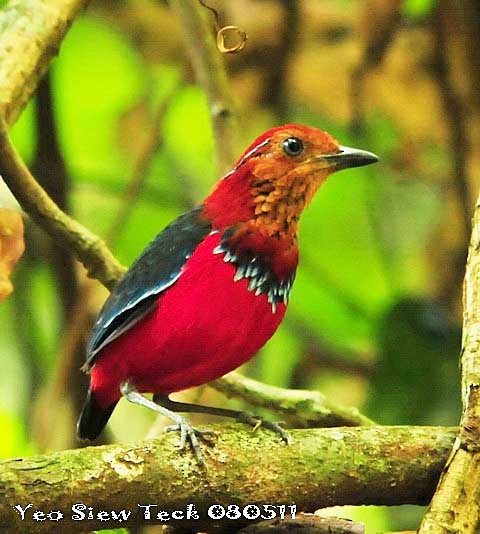 Blue-banded Pitta - ML379524661