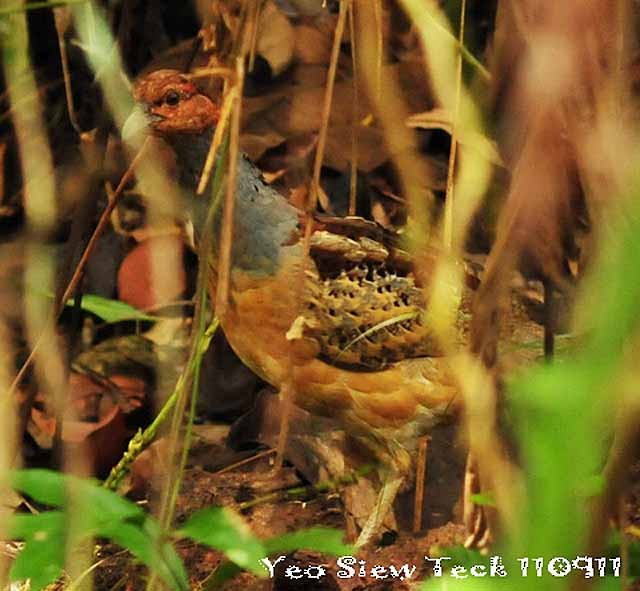 Long-billed Partridge - ML379524721