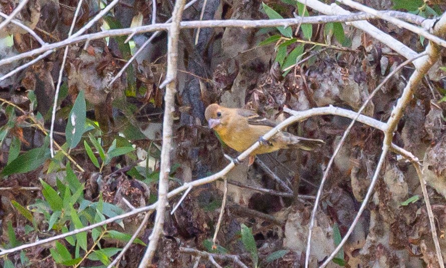 Blue Grosbeak - ML379524811