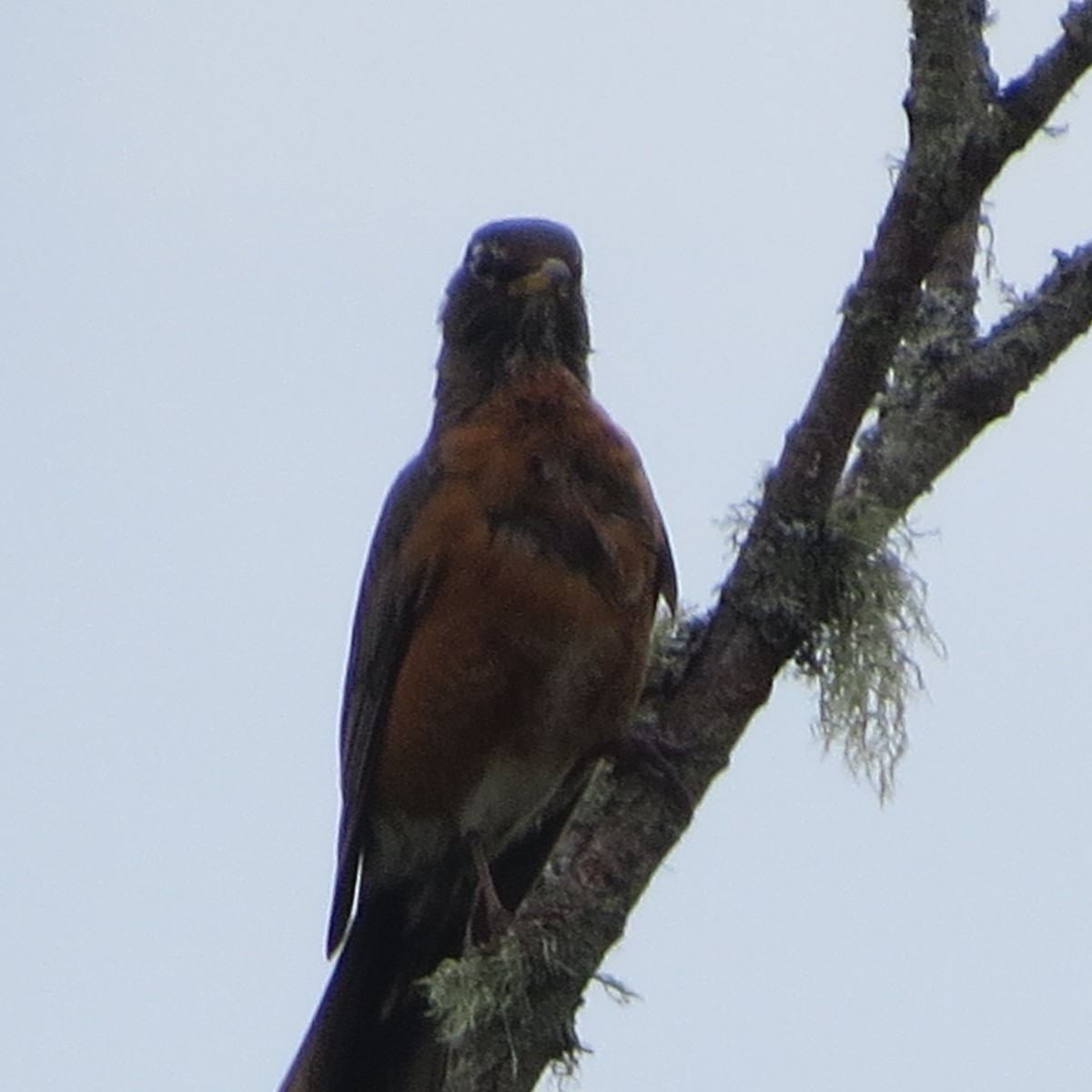 American Robin - ML37952511