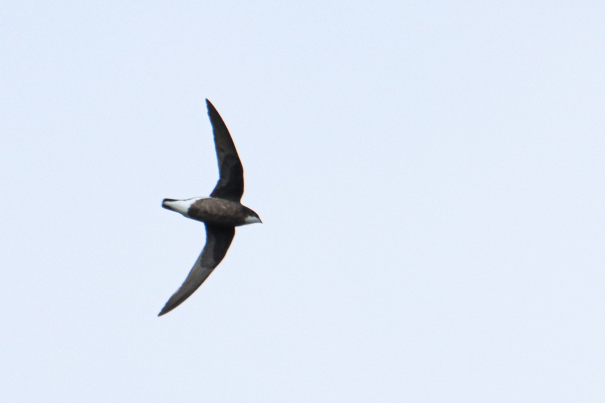 White-throated Needletail - Anonymous