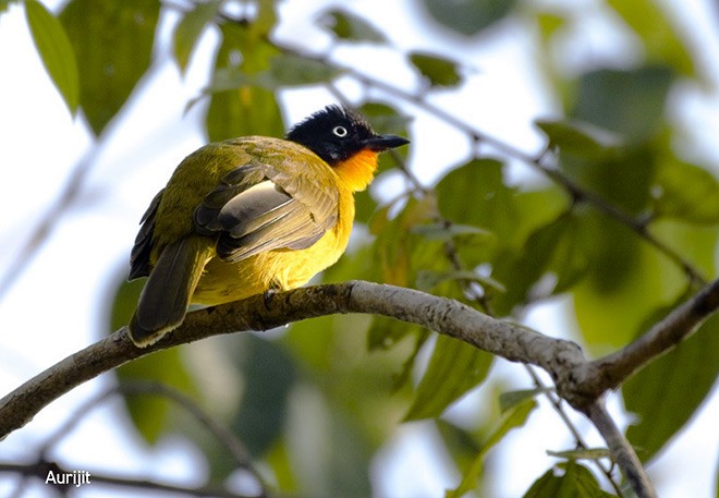 Flame-throated Bulbul - ML379526051