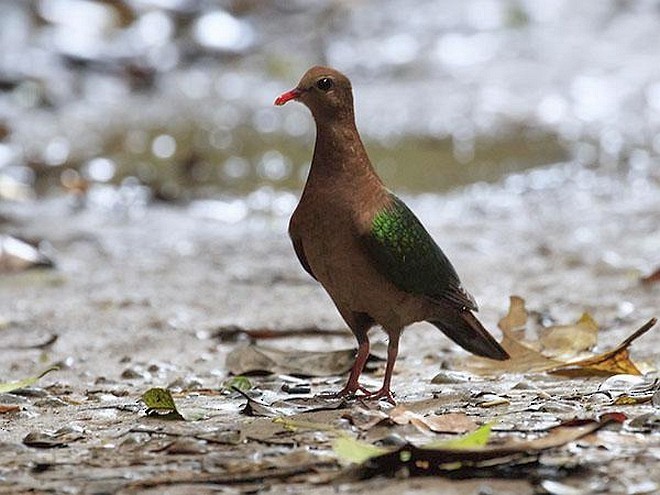 Asian Emerald Dove - ML379526141