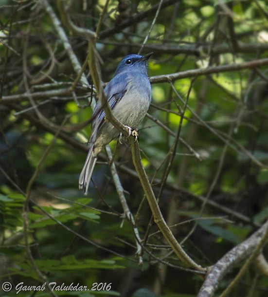 Pale Blue Flycatcher (Unicolored) - ML379526361