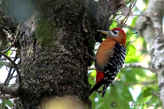 Rufous-bellied Woodpecker - Arpit Bansal