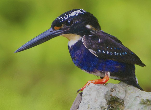 Northern Silvery-Kingfisher - ML379527251