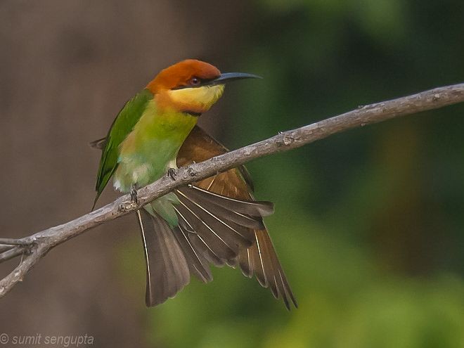 Chestnut-headed Bee-eater - Sumit  Sengupta