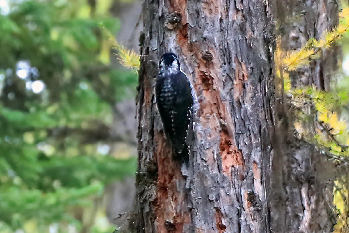 American Three-toed Woodpecker - ML379527641