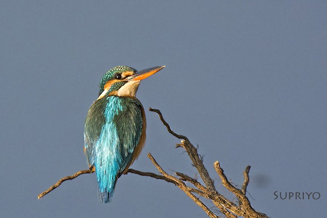 Common Kingfisher - Supriyo Ghoshal