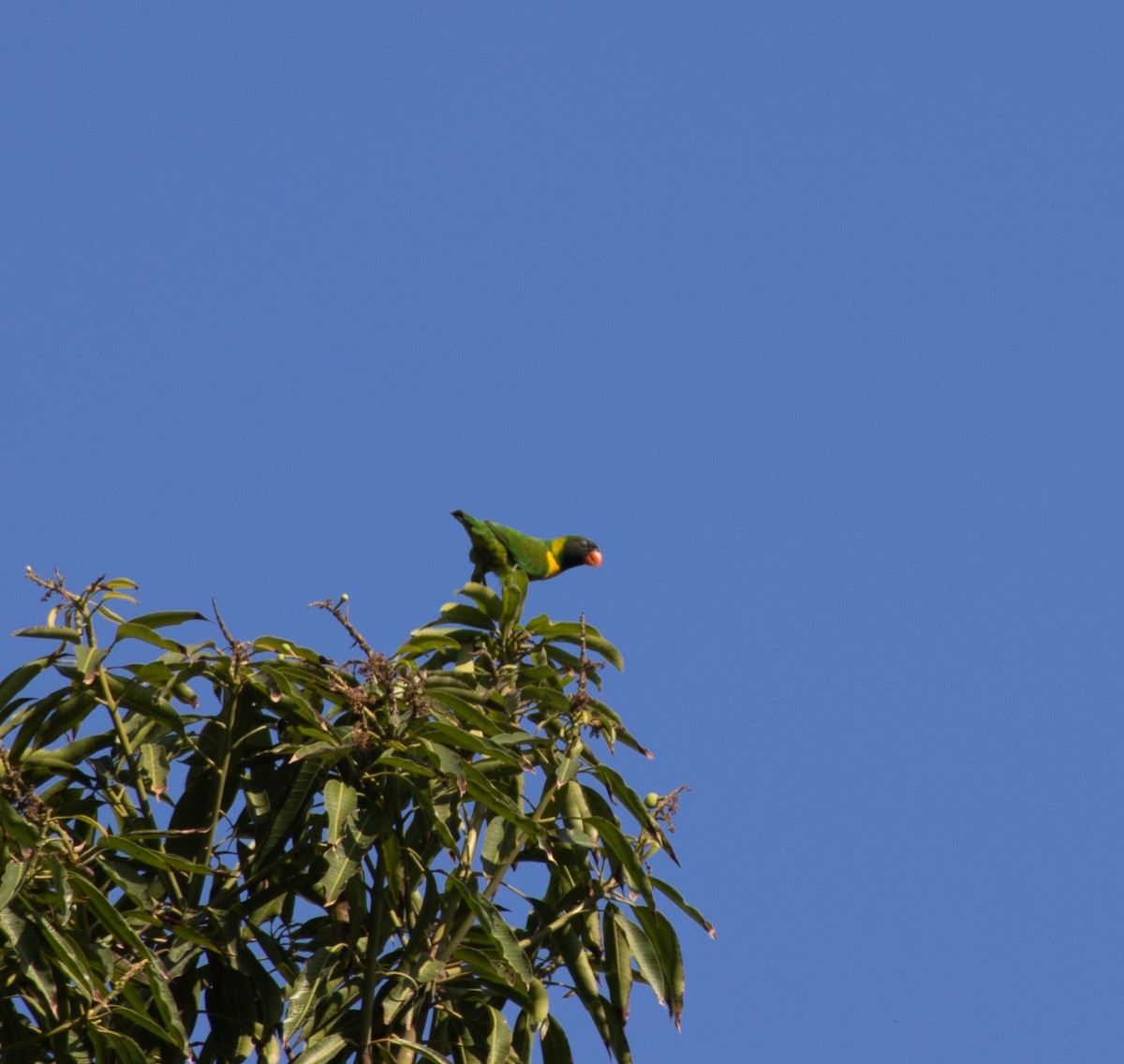 Marigold Lorikeet - Mitch Rose