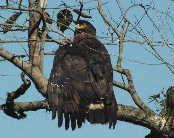 Crested Serpent-Eagle (Crested) - ML379527841