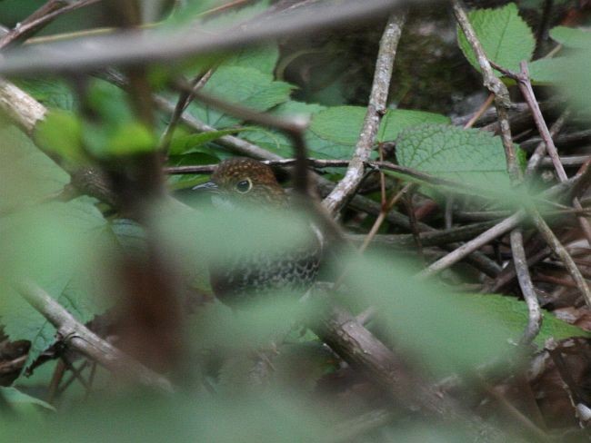 Scaly-breasted Cupwing (Himalayan) - ML379528091
