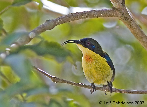 Metallic-winged Sunbird (Luzon) - Leif Gabrielsen
