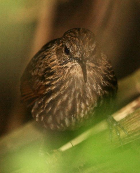 Long-billed Wren-Babbler - ML379528131
