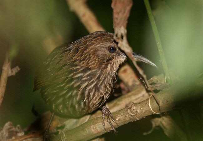 Long-billed Wren-Babbler - ML379528181
