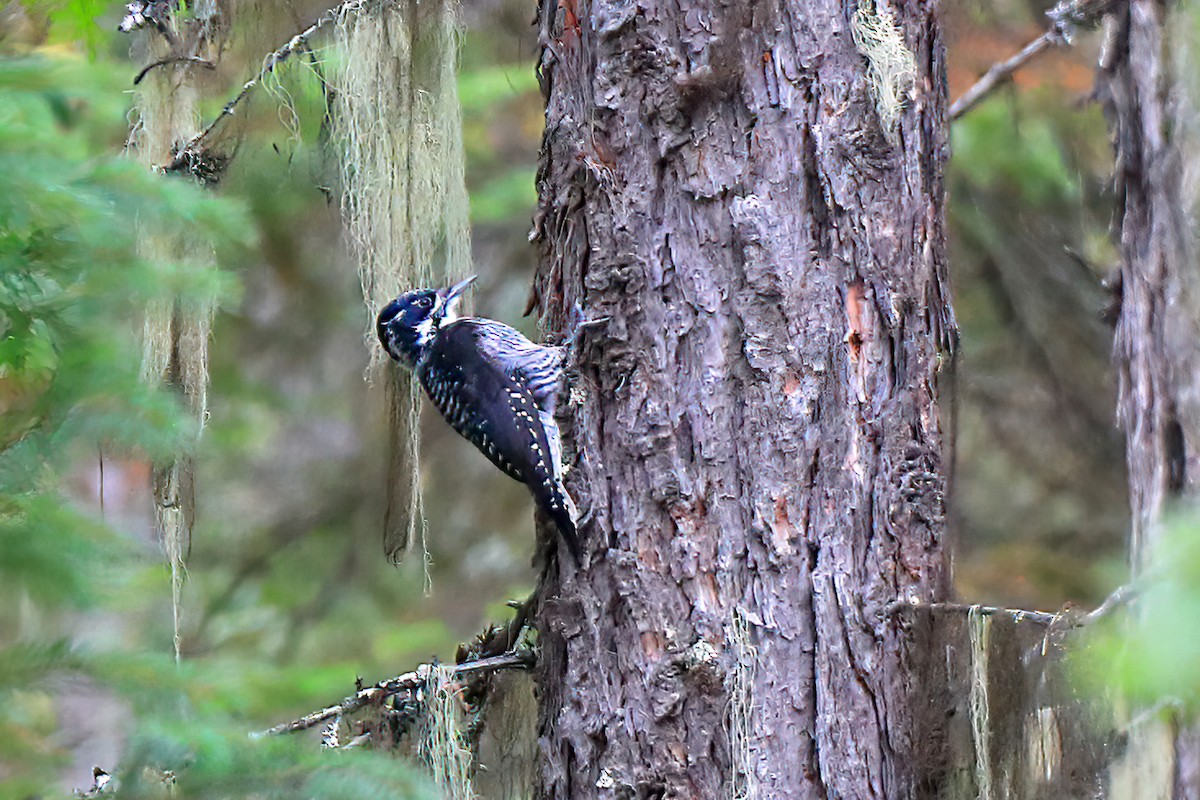 American Three-toed Woodpecker - Dave Kreft