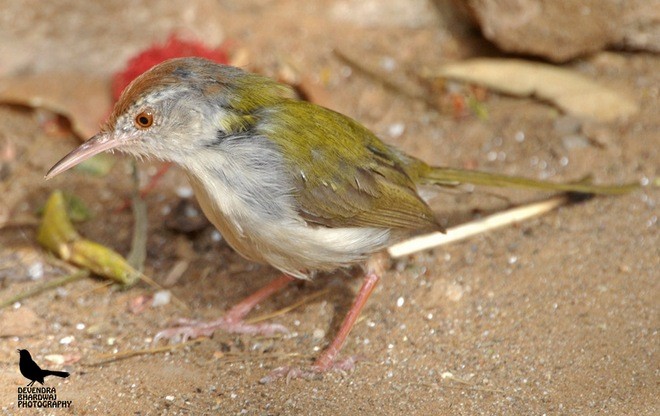 Common Tailorbird - ML379528641