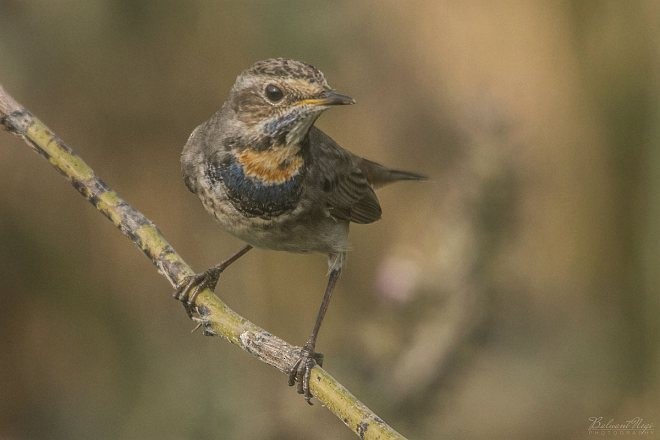 Bluethroat - Balwant Negi