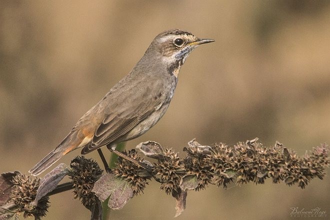 Bluethroat - ML379528711