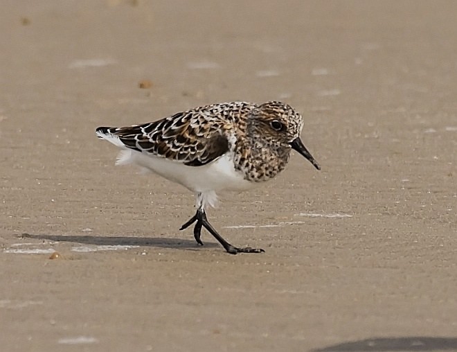 Bécasseau sanderling - ML379529021