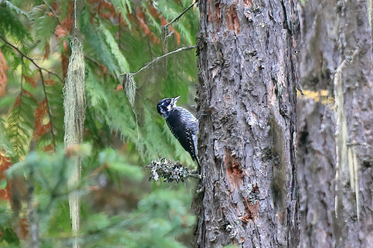 American Three-toed Woodpecker - ML379529141