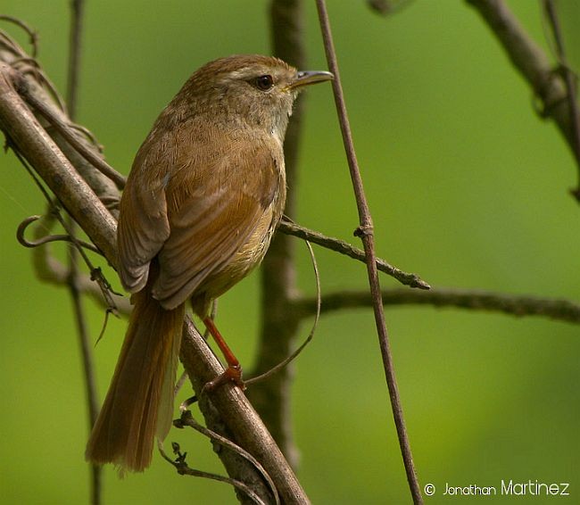 Brownish-flanked Bush Warbler (Brownish-flanked) - ML379529331