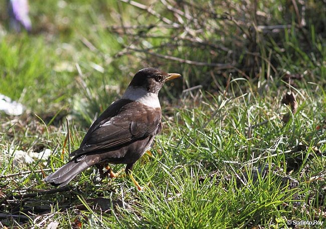 White-collared Blackbird - ML379529391