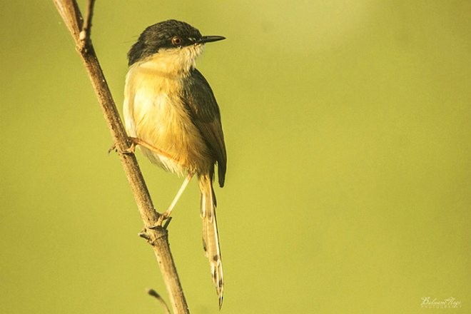 Ashy Prinia - Balwant Negi