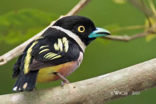 Black-and-yellow Broadbill - ML379530131