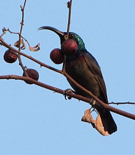 Loten's Sunbird - ML379530351