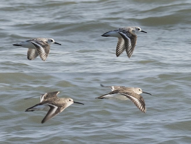 Bécasseau sanderling - ML379530571