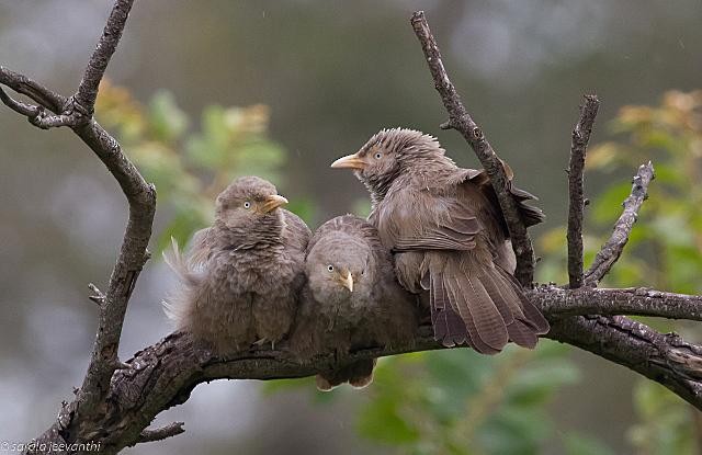 Yellow-billed Babbler - ML379530591