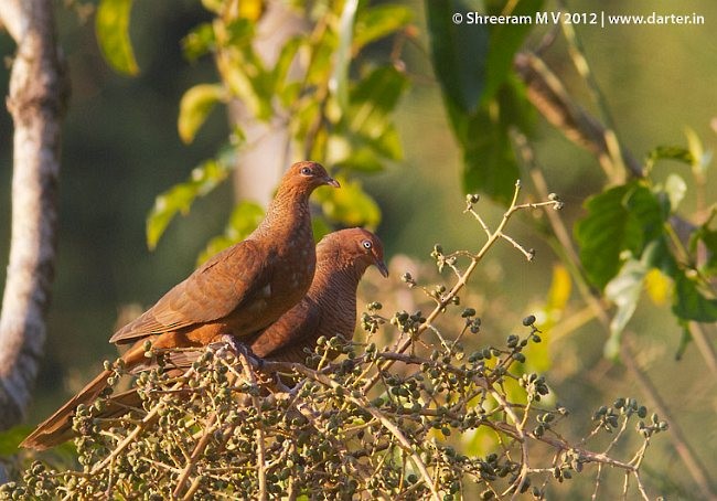 Andaman Cuckoo-Dove - ML379530941