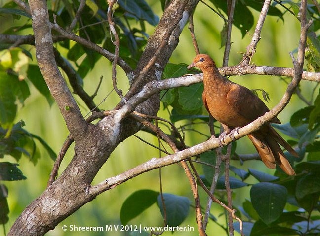 Andaman Cuckoo-Dove - ML379531071