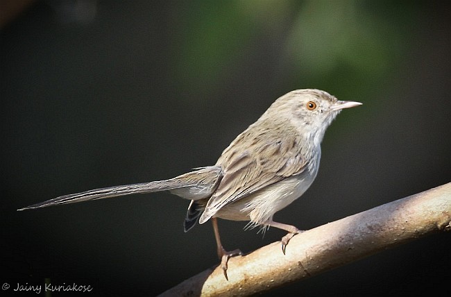 Delicate Prinia - ML379531601