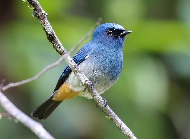 Indigo Flycatcher (Rufous-vented) - ML379531651