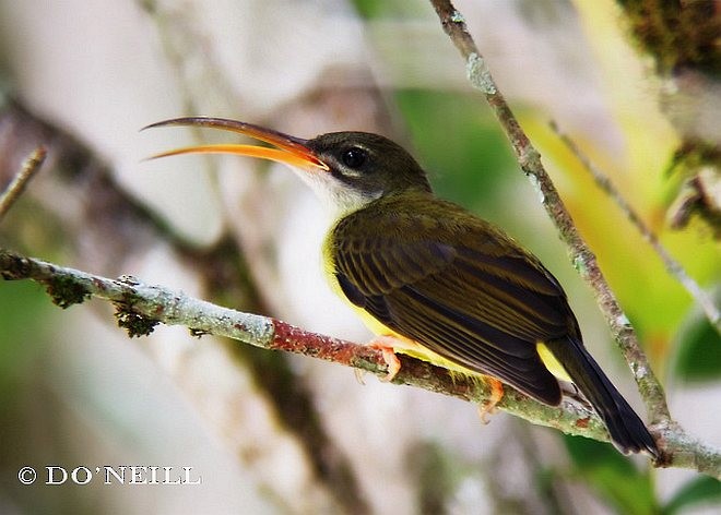 Little Spiderhunter - ML379531771