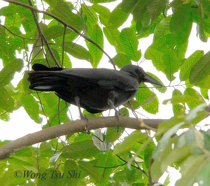 Slender-billed Crow (Sunda) - ML379532461