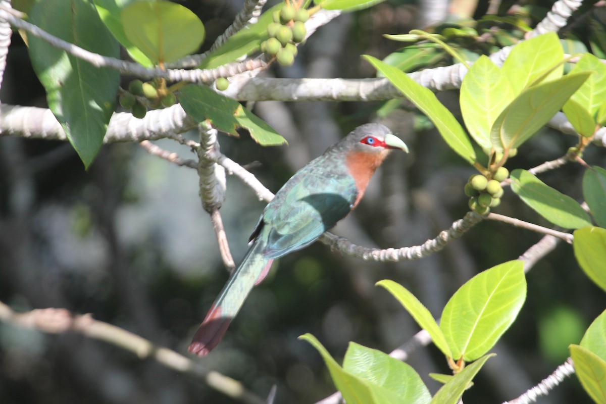 Chestnut-breasted Malkoha - Wayne Hsu