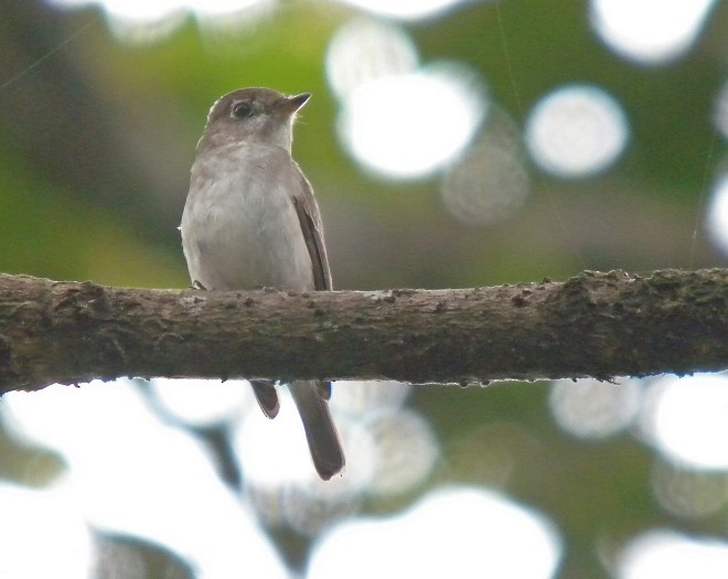 Asian Brown Flycatcher - ML379532911