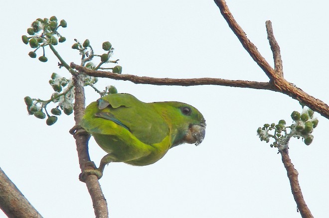 Guaiabero - ML379532921