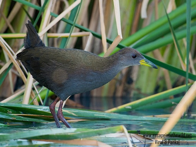 Brown Crake - ML379532941