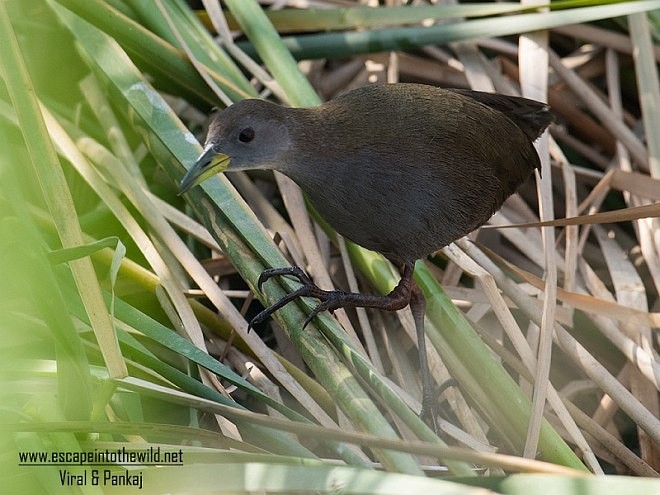 Brown Crake - ML379532981