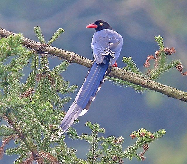 Taiwan Blue-Magpie - ML379533361