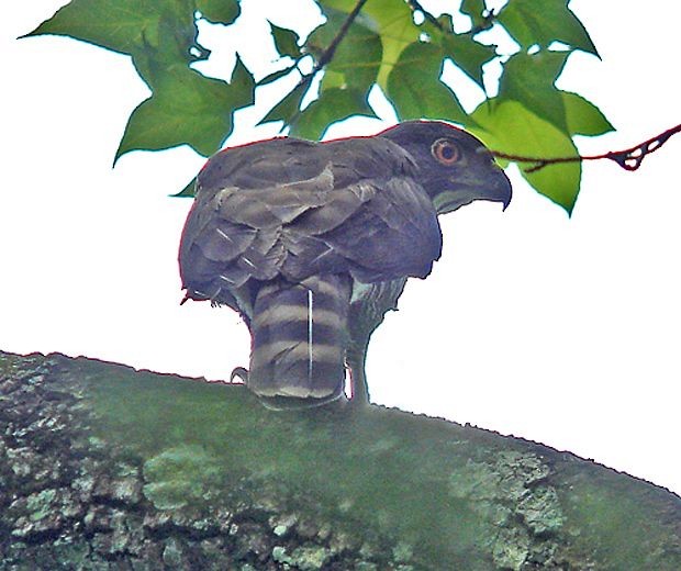 Crested Goshawk - ML379533371